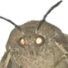MOTHS
