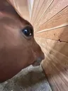 sideeyehorsememetemplate
