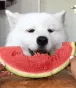 nomnom nomnom