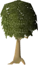 Mahogany_tree