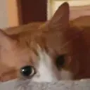 UmUdovascat2