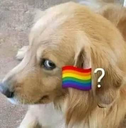 gaydog gaydog
