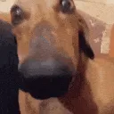 doglookingsussyandcute doglookingsussyandcute