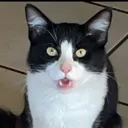 cat_stare