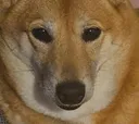 shibe