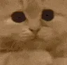 catPLEASE