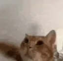 catPUNCH