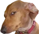 Doglookingsideways