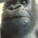 AYOO_Gorilla