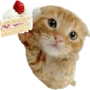 cat_cake