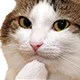 hmmcat