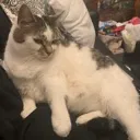 Poppy_Sideeye