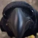 Stare