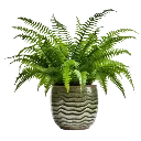 fern_fren