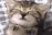 EG_catsleep