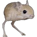 MouseBirb