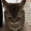 SUPERAWESOMEANDCOOLCAT