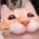 cat cat