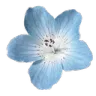 BlueFlowers