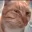 Cat_Sus