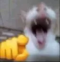 Funni_Cat