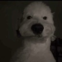cb_dog_stare Discord emoji