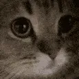 catMeow catMeow