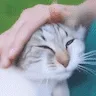 EG_catPat