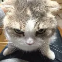 kittystare