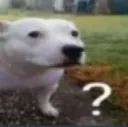 dog_confused