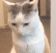 CatNo Discord emoji