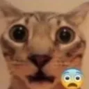 shook