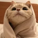 shizunefofinho shizunefofinho