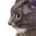 sideeyecat