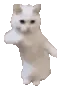 CatTime CatTime
