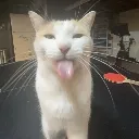 sillycat