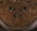 panfrog