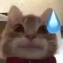 SweatingCat