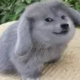 caboge