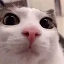 plink
