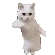 catTime