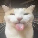 sillycat
