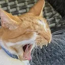 CinnamonScrem CinnamonScrem
