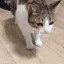 catdead