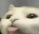 cat_uwu1