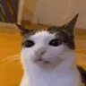 SchizoCat
