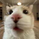 gato1 Discord emoji