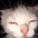 gato2 Discord emoji