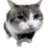 bowtiecat