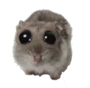 ohpwease